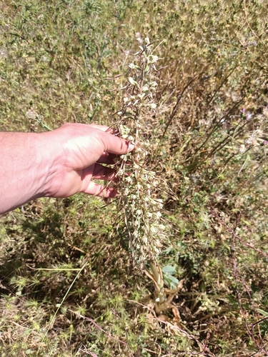 Lizard Orchid