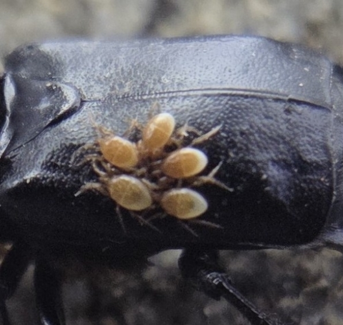 iNaturalist observation photo of Poecilochirus carabi