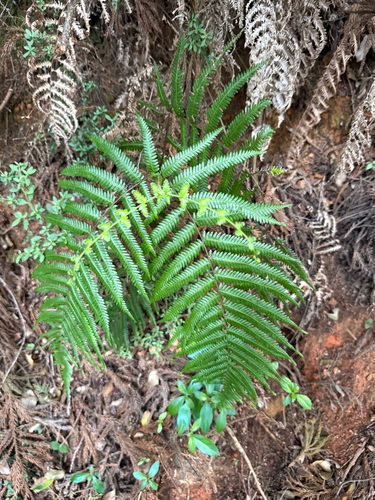 urajiro
