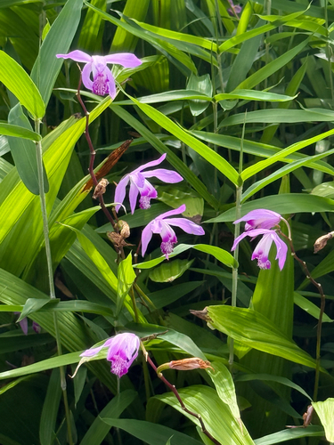 Hyacinth orchid