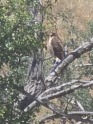 iNaturalist observation photo of Red-tailed Hawk
