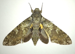 Image of Cocytius duponchel