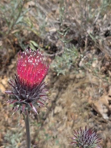 iNaturalist observation photo of Cobwebby Thistle