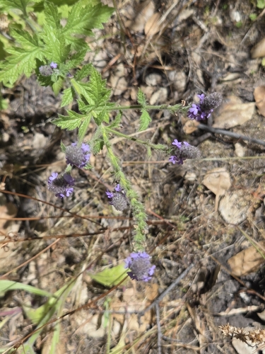 iNaturalist observation photo of western vervain