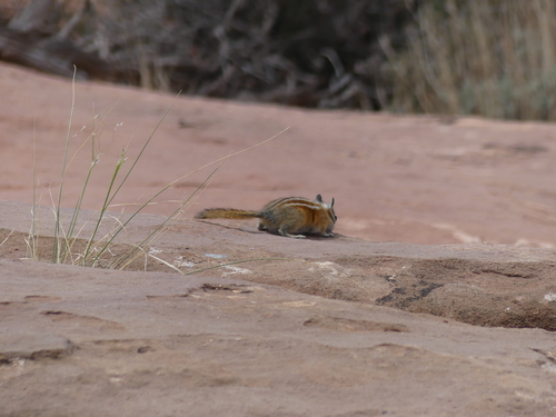 Hopi Chipmunk observed by davidoutomuro