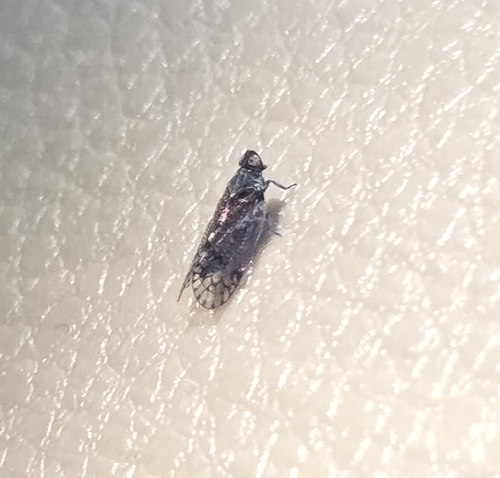 iNaturalist observation photo of Cixiid planthoppers