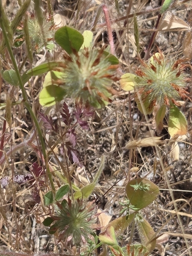 iNaturalist observation photo of Rose Clover