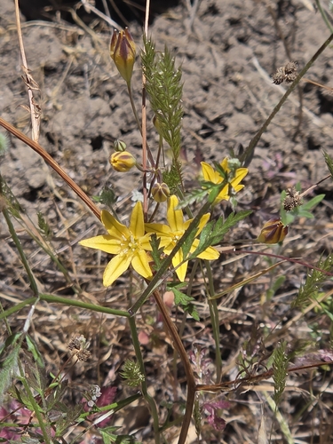 iNaturalist observation photo of Prettyface