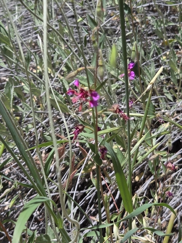 iNaturalist observation photo of Elegant Clarkia