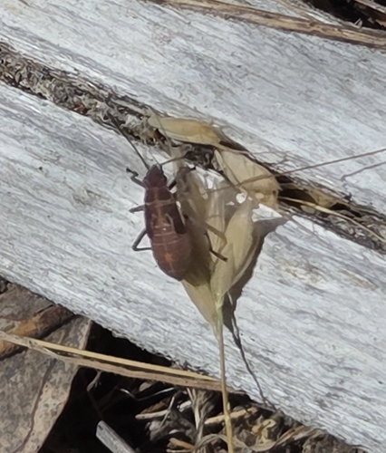 iNaturalist observation photo of Western Boxelder Bug