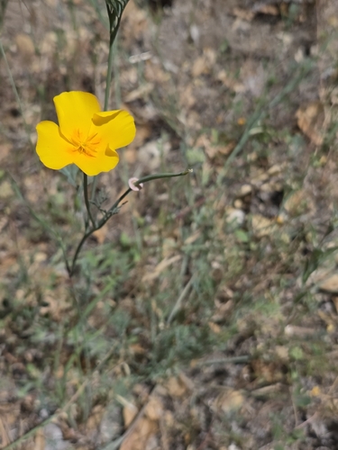 iNaturalist observation photo of California poppy