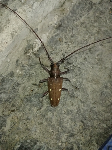 Taeniotes xanthostictus image