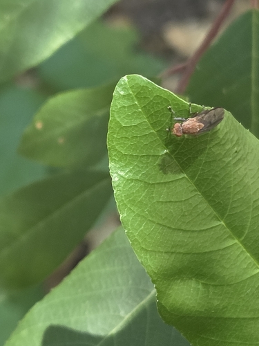 iNaturalist observation photo of Acalyptrate Flies