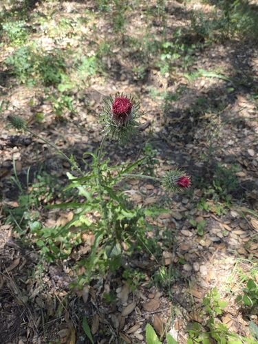 iNaturalist observation photo of Cobwebby Thistle