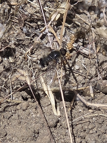 iNaturalist observation photo of Villa