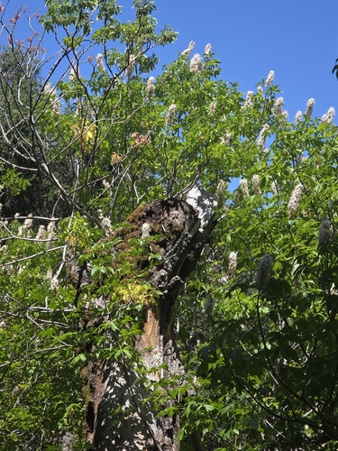 iNaturalist observation photo of California buckeye
