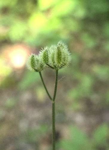 iNaturalist observation photo of common hedge parsley
