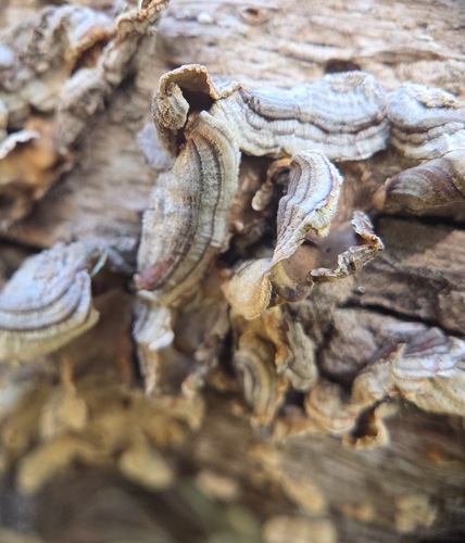 iNaturalist observation photo of hairy curtain crust