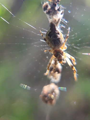 iNaturalist observation photo of Conical Trashline Orbweaver
