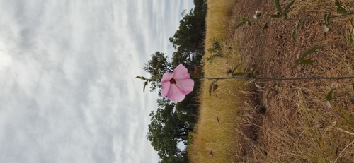 Merauke Hibiscus