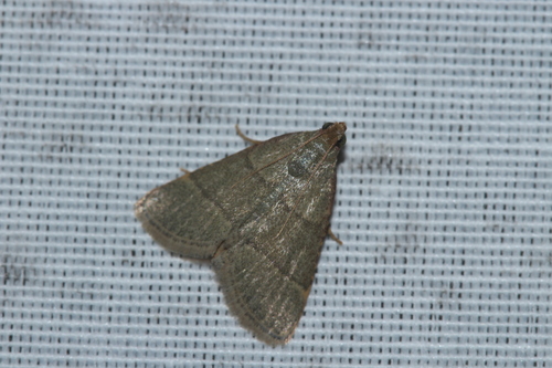 Southern hayworm