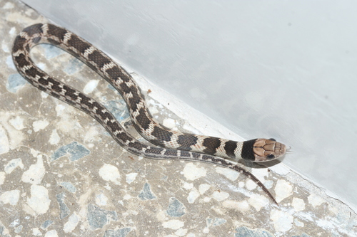 Yellow-bellied Liophis
