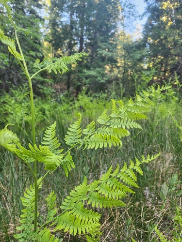 iNaturalist observation photo of common bracken