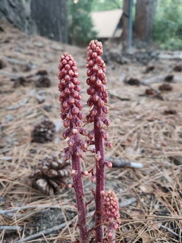 iNaturalist observation photo of woodland pinedrops
