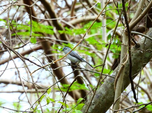 Blue-gray Gnatcatcher