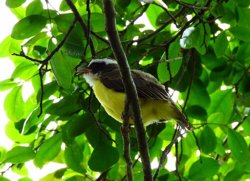 Boat-billed Flycatcher