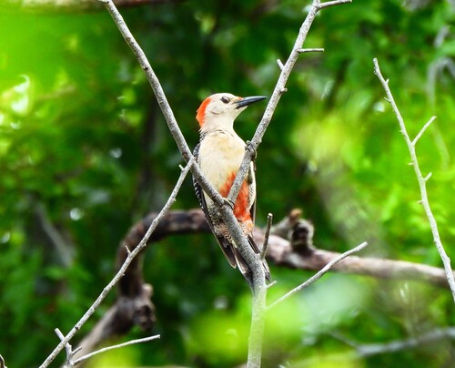 Golden-fronted Woodpecker