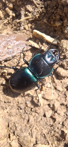 Pasimachus mexicanus