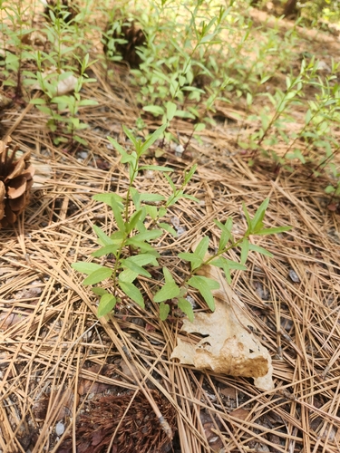 iNaturalist observation photo of Plants