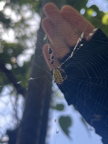 Spinybacked Orbweaver