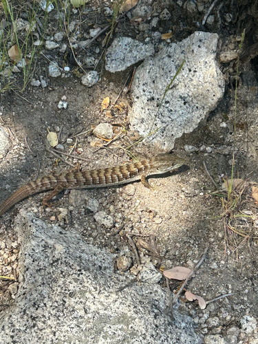 iNaturalist observation photo of Southern Alligator Lizard
