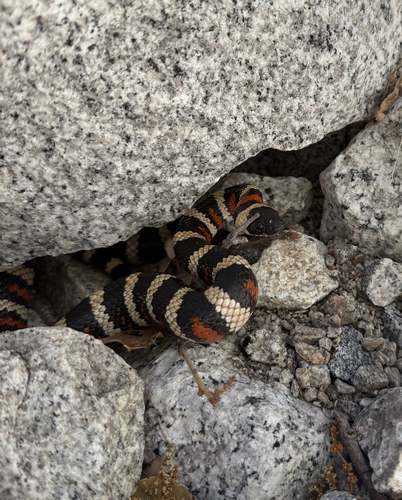 iNaturalist observation photo of California Mountain Kingsnake