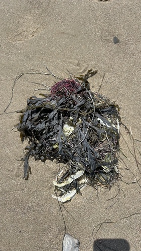 iNaturalist observation photo of red algae