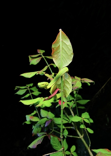 Huaxi Green Pitviper