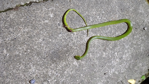 Chinese Green Snake