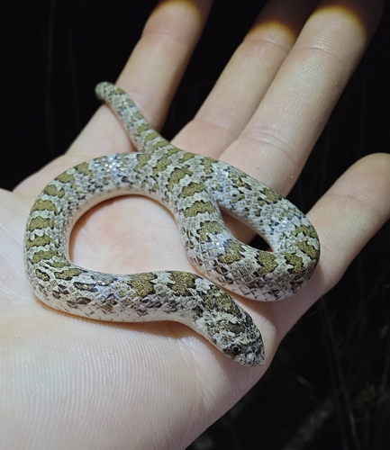 Chihuahuan Hook-nosed Snake