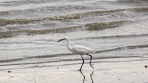 Little Egret