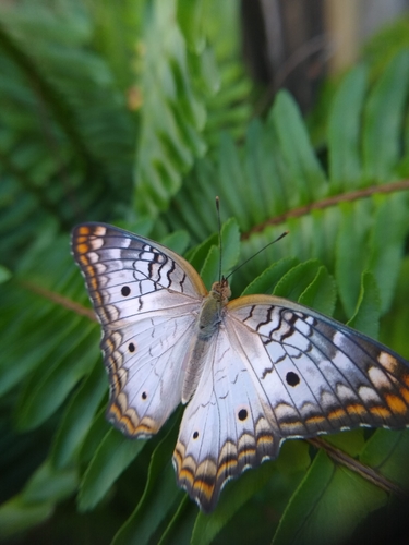 White Peacock