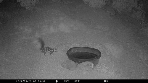 Desert Spotted Skunk observed by erin32407