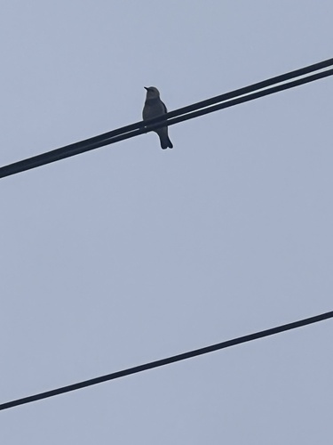 Red-billed Starling