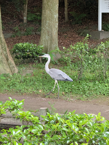 Eastern Grey Heron
