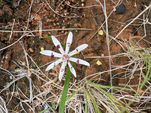 Wurmbea tenella