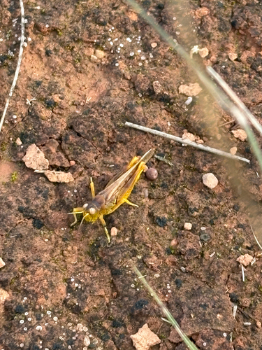 Austroicetes nullarborensis