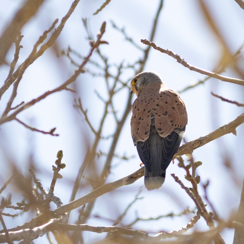 Eurasian Kestrel