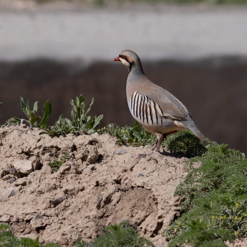 Chukar