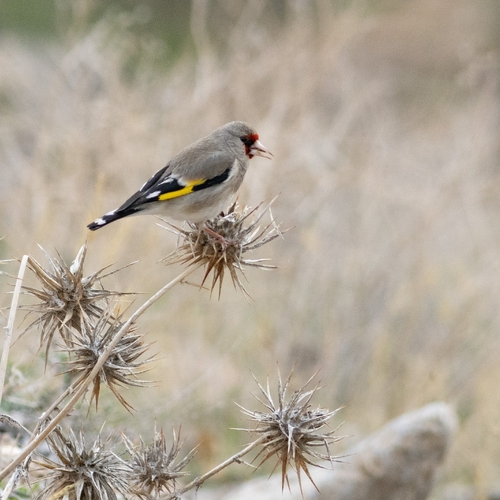Carduelis caniceps paropanisi